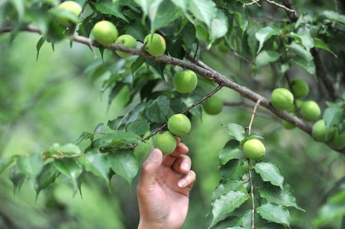广州哪里适合郊游踏青_广州清明踏青指南_从化流溪河国家森林公园
