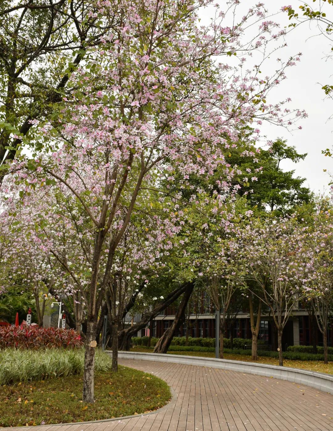 广州磨碟沙公园黄花风铃木_广州哪里适合郊游踏青_磨碟沙公园紫玉兰拍照