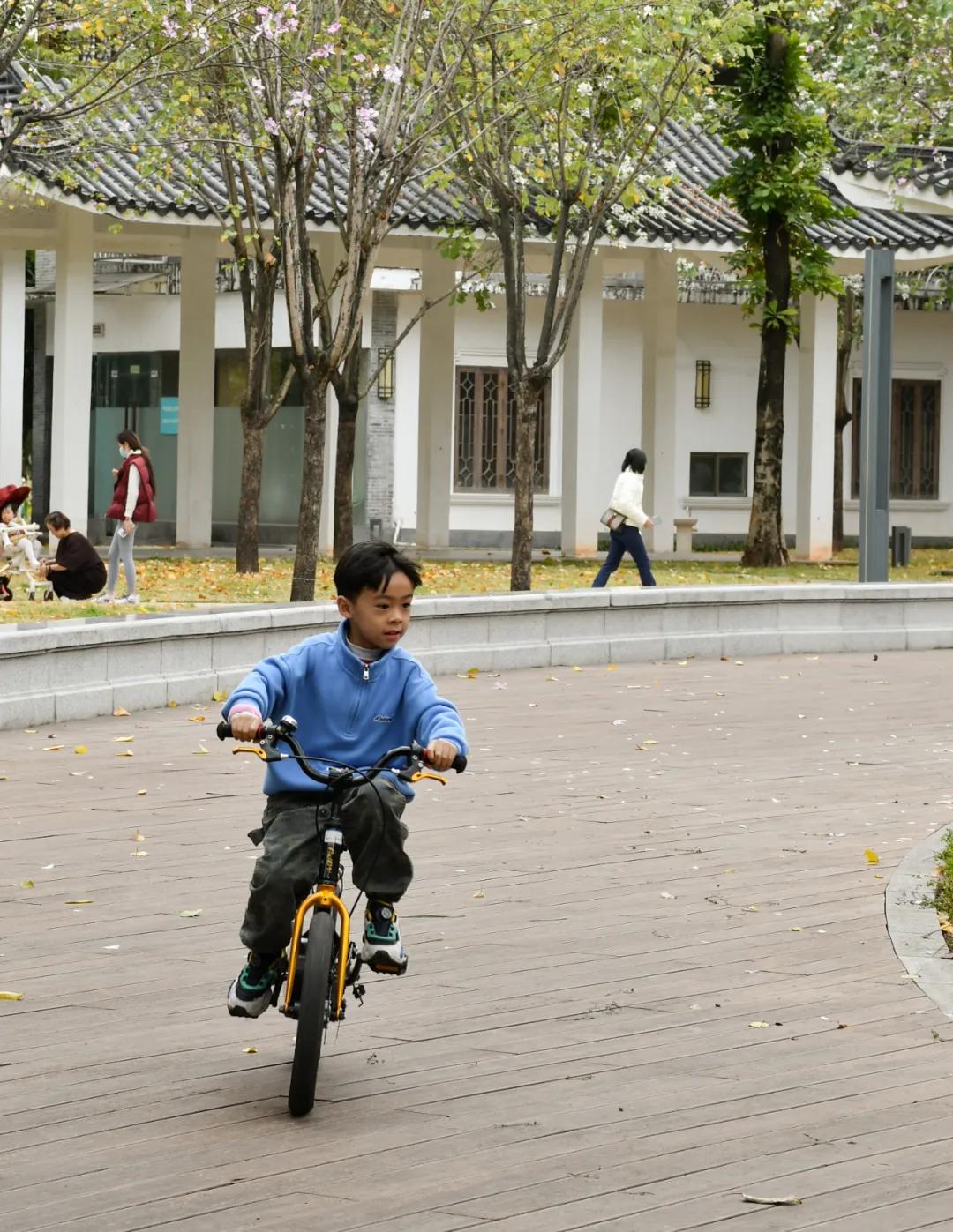 广州哪里适合郊游踏青_广州磨碟沙公园黄花风铃木_磨碟沙公园紫玉兰拍照