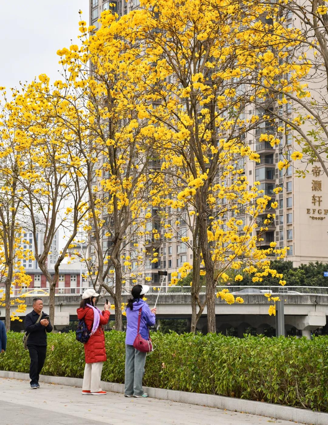 磨碟沙公园紫玉兰拍照_广州磨碟沙公园黄花风铃木_广州哪里适合郊游踏青