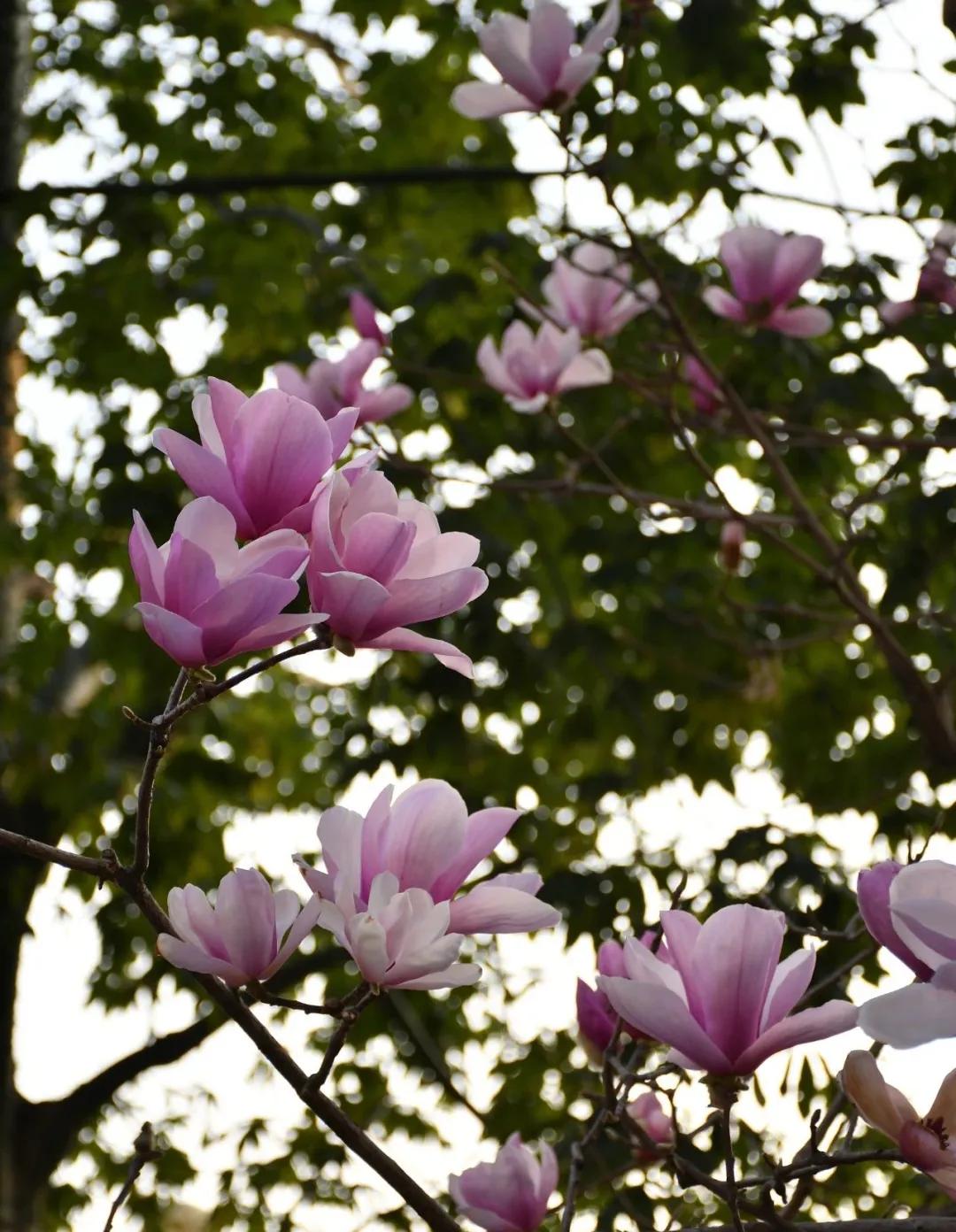 磨碟沙公园紫玉兰拍照_广州哪里适合郊游踏青_广州磨碟沙公园黄花风铃木