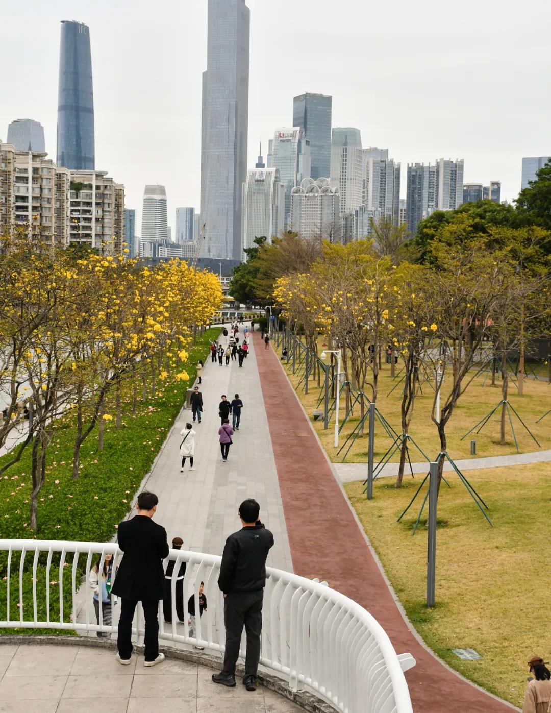 磨碟沙公园紫玉兰拍照_广州磨碟沙公园黄花风铃木_广州哪里适合郊游踏青