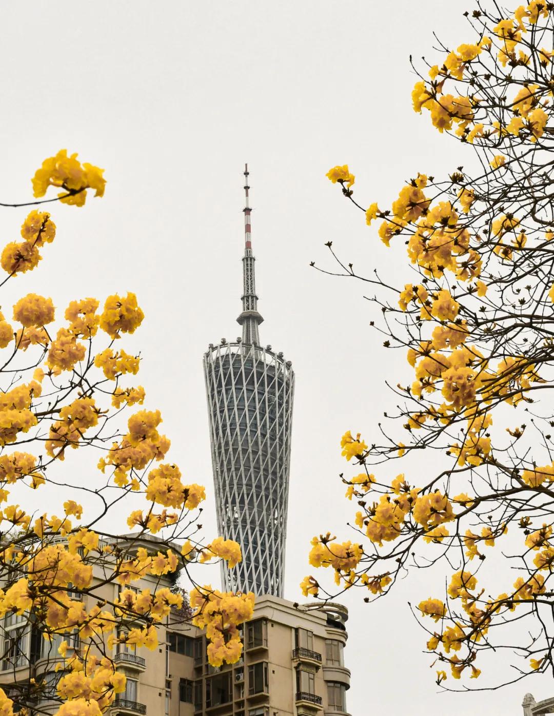 磨碟沙公园紫玉兰拍照_广州哪里适合郊游踏青_广州磨碟沙公园黄花风铃木