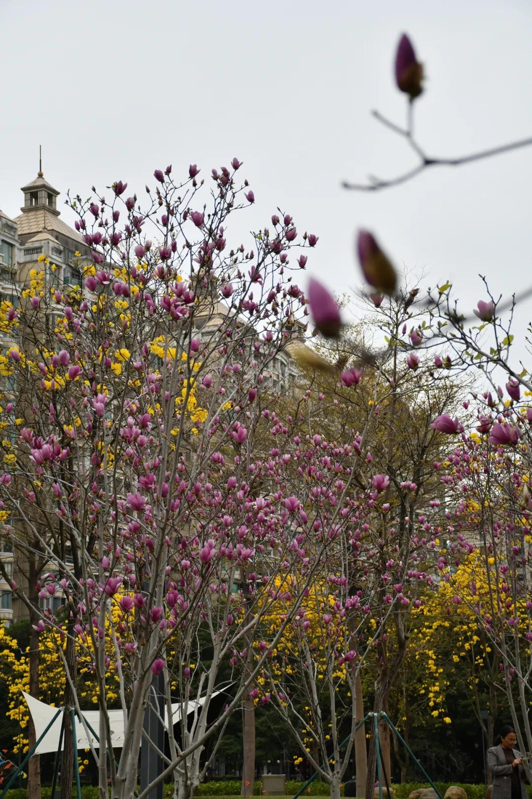 磨碟沙公园紫玉兰拍照_广州哪里适合郊游踏青_广州磨碟沙公园黄花风铃木