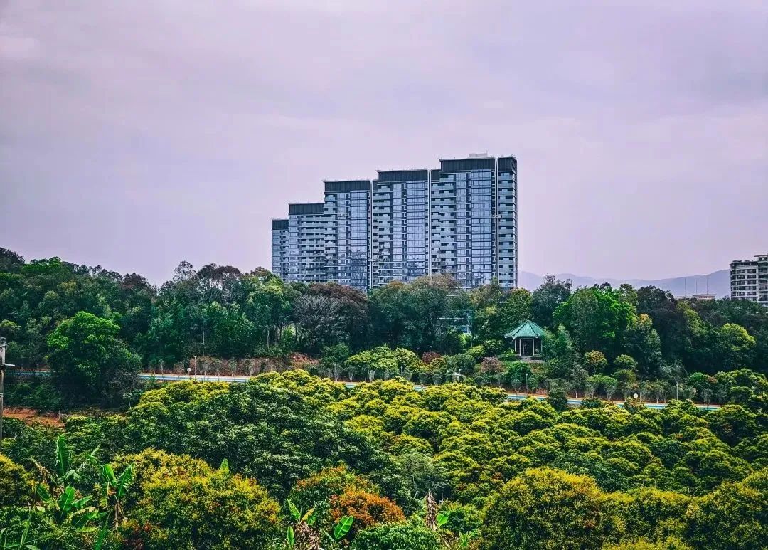 广州增城区踏青景点_荔湖公园春日游玩攻略_广州哪里适合郊游踏青
