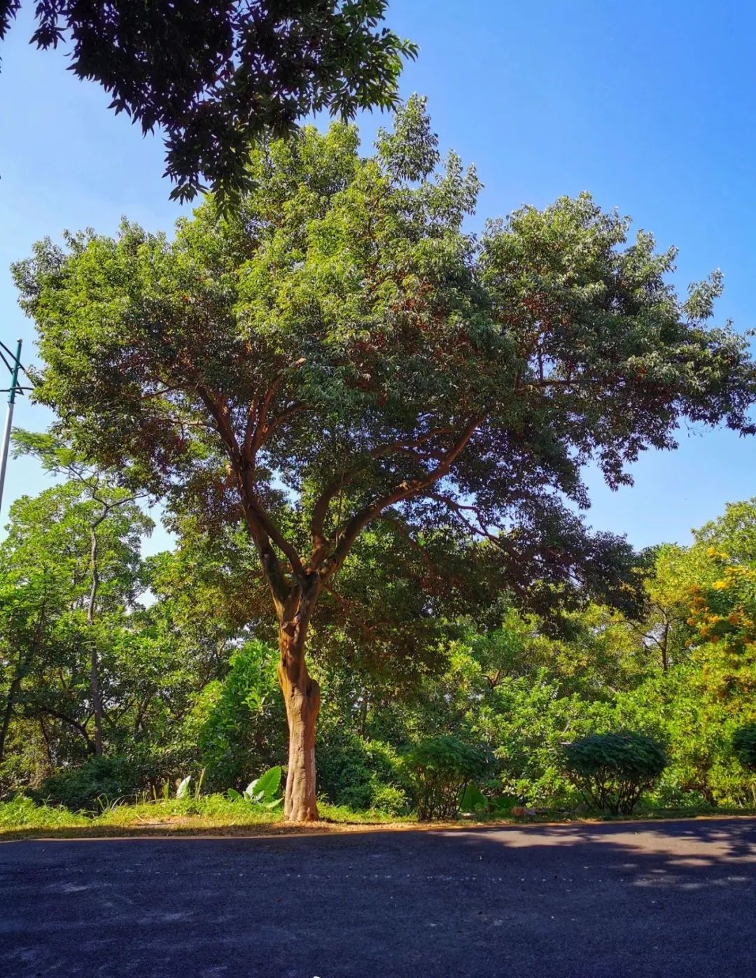 广州增城区踏青景点_荔湖公园春日游玩攻略_广州哪里适合郊游踏青