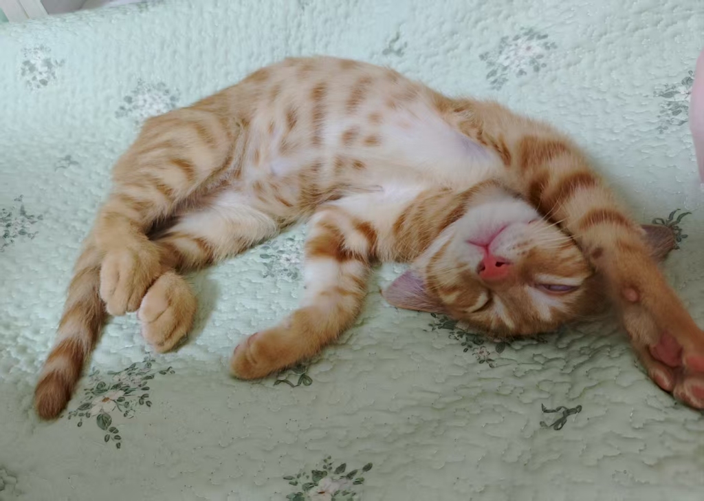 夜读｜小猫，让人心肠变软