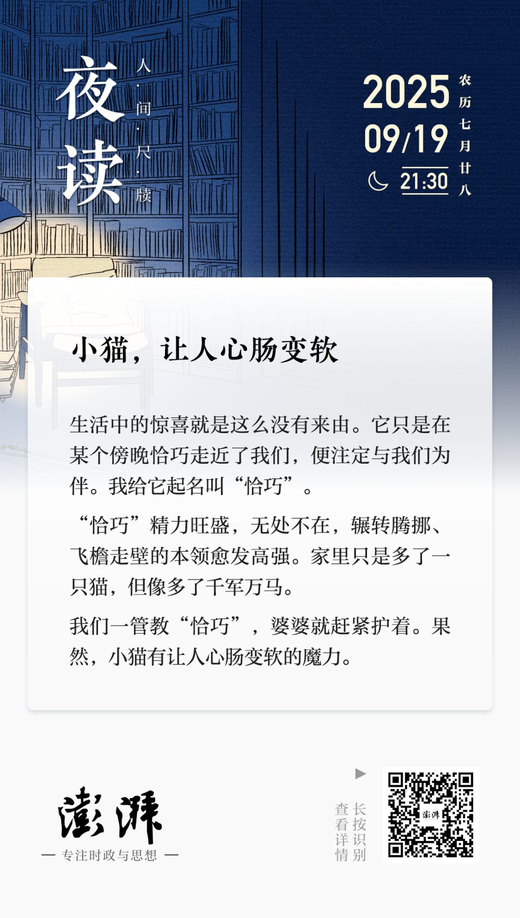 收养流浪小猫经历_养小猫_婆媳意见不统一养猫故事