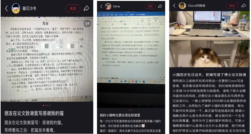 养小猫_读博养猫 猫咪治愈 科研精神支柱