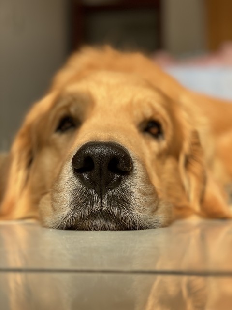 猜成语含风成语_成语猜谜游戏_疯狂猜成语第12关