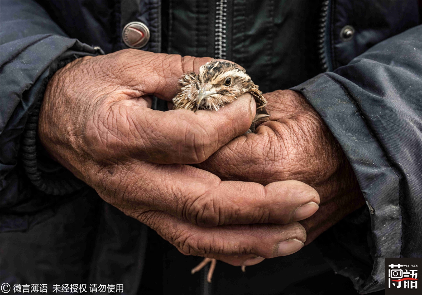 原来鹌鹑也可以斗：输的只能做主人下酒菜