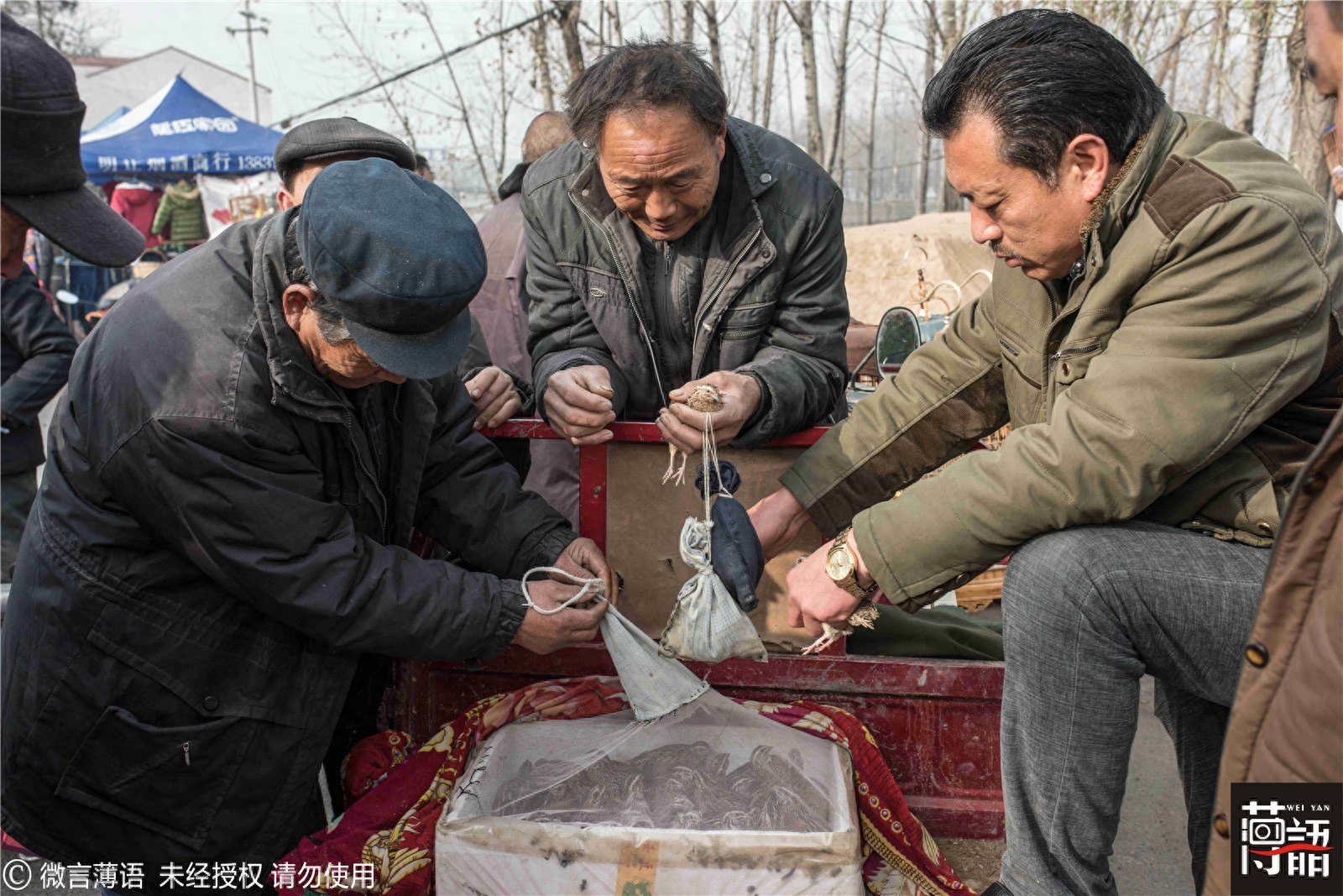 原来鹌鹑也可以斗：输的只能做主人下酒菜