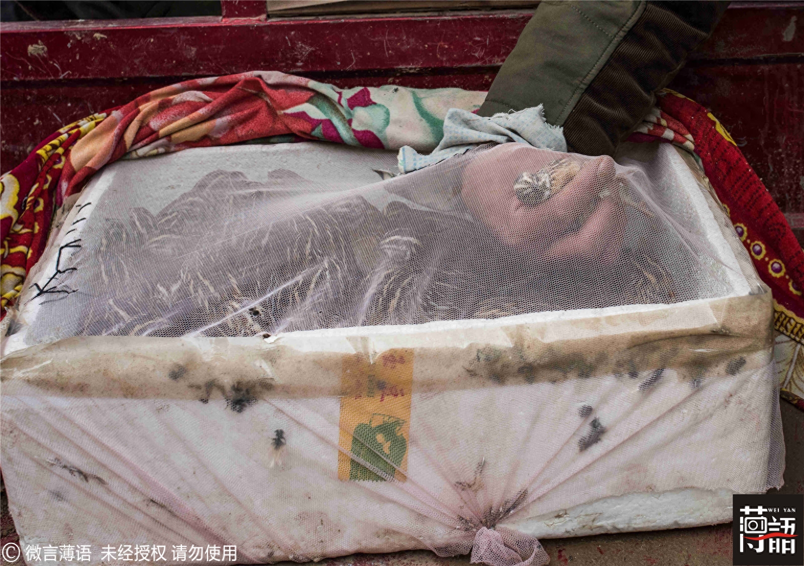 原来鹌鹑也可以斗：输的只能做主人下酒菜