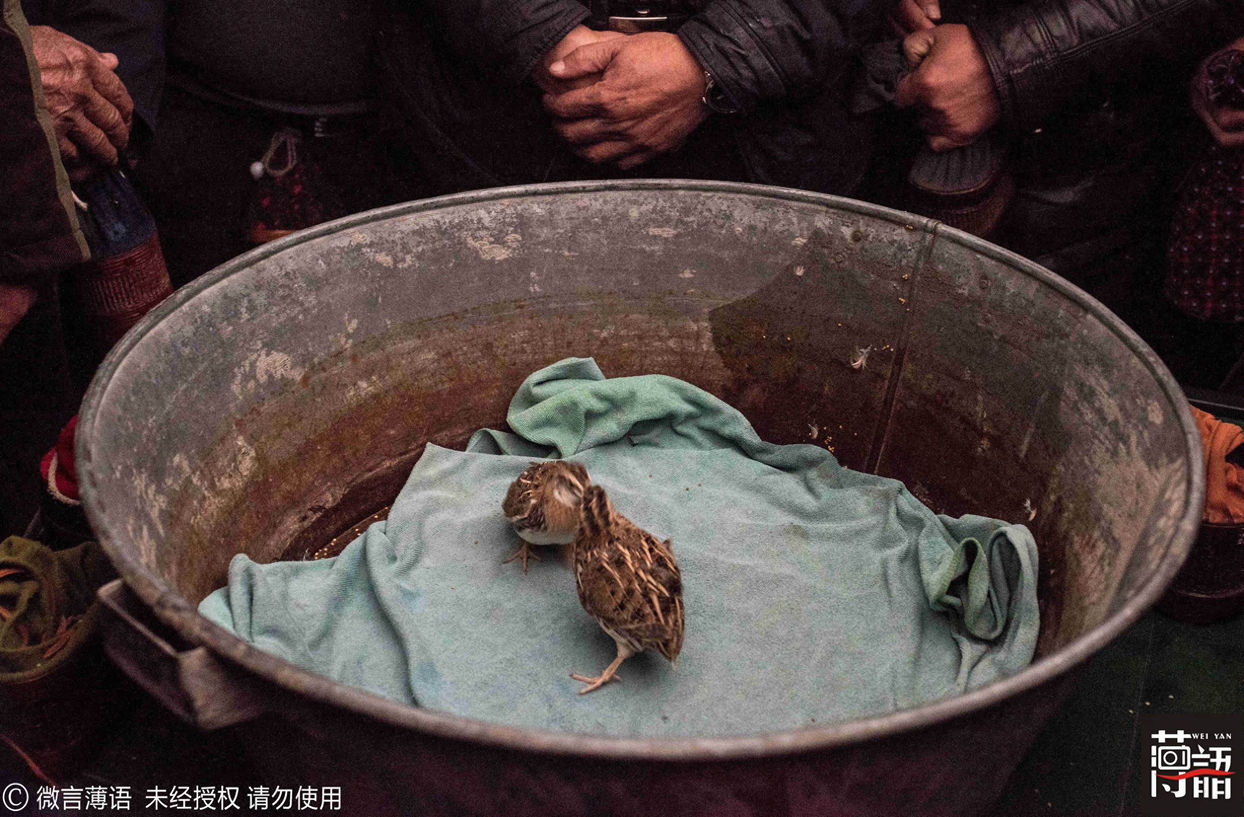 原来鹌鹑也可以斗：输的只能做主人下酒菜