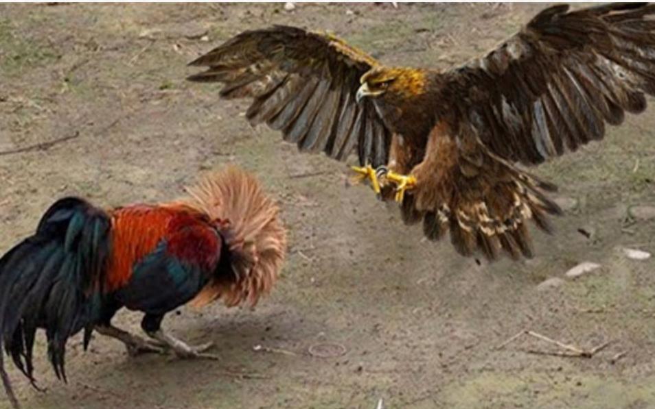 为什么说老鹰只敢抓小鸡？公鸡不是猛禽，但老鹰可能打不过公鸡？