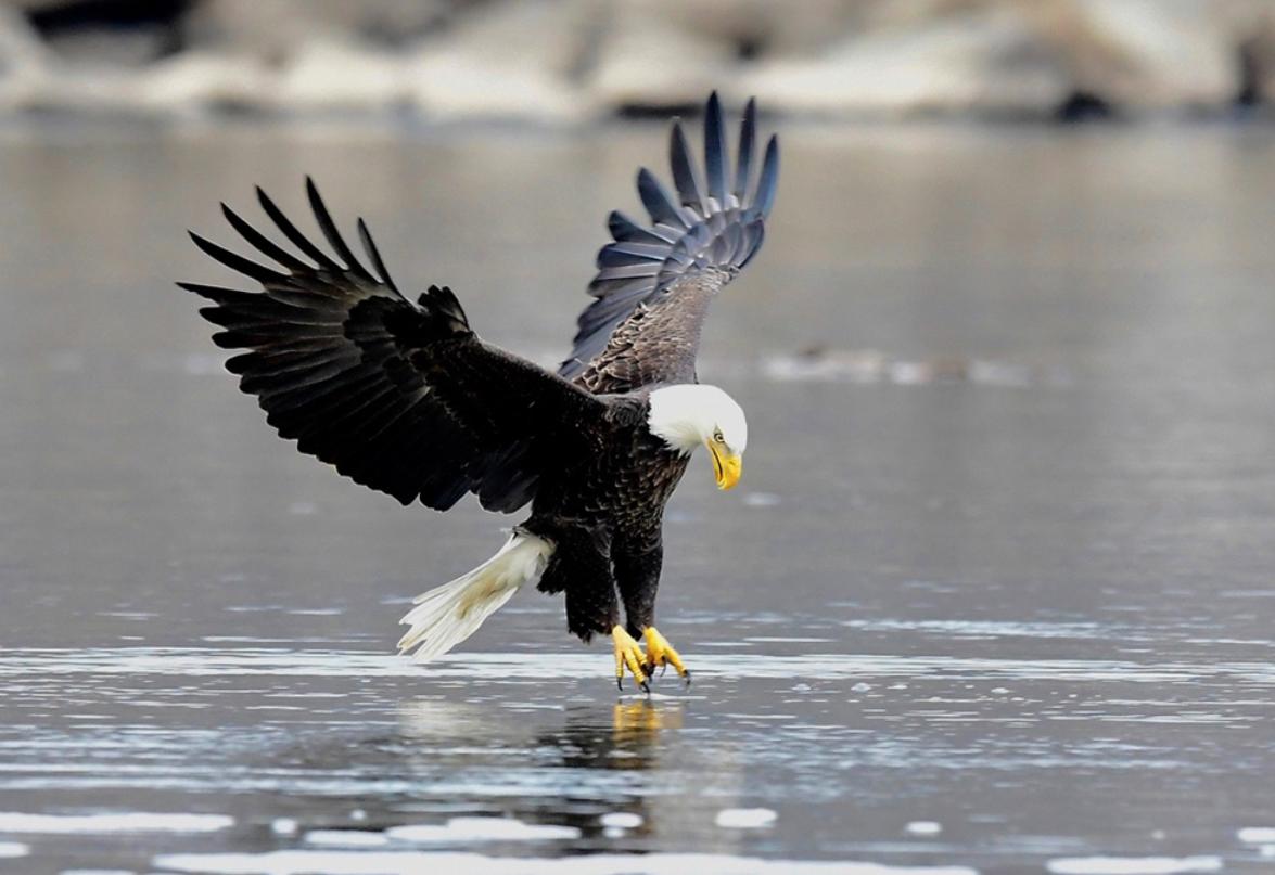 老鹰家族种类介绍_老鹰与公鸡对比_斗鸡打架视频