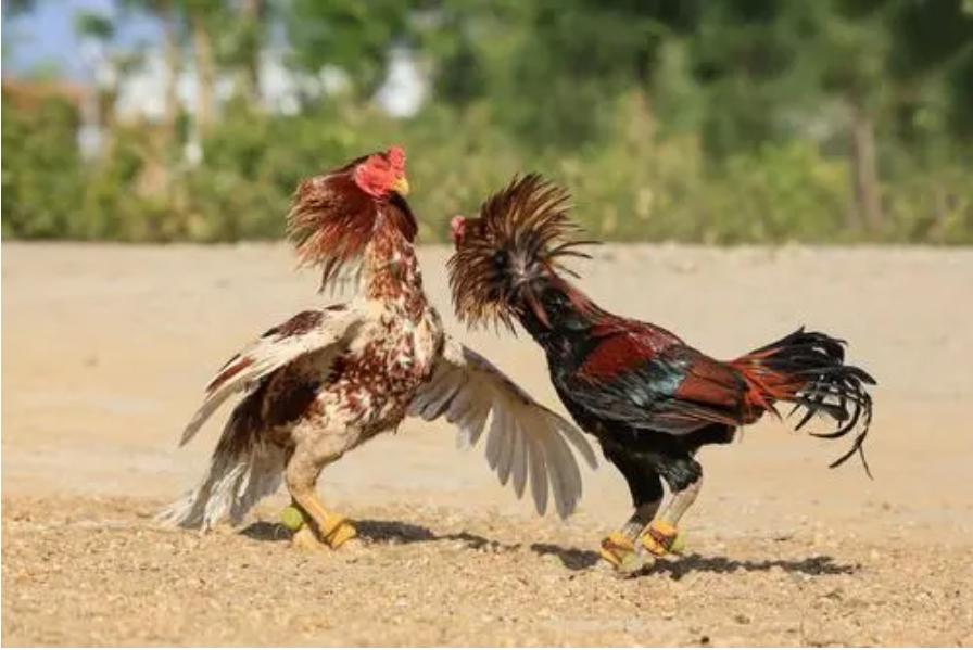 老鹰家族种类介绍_老鹰与公鸡对比_斗鸡打架视频