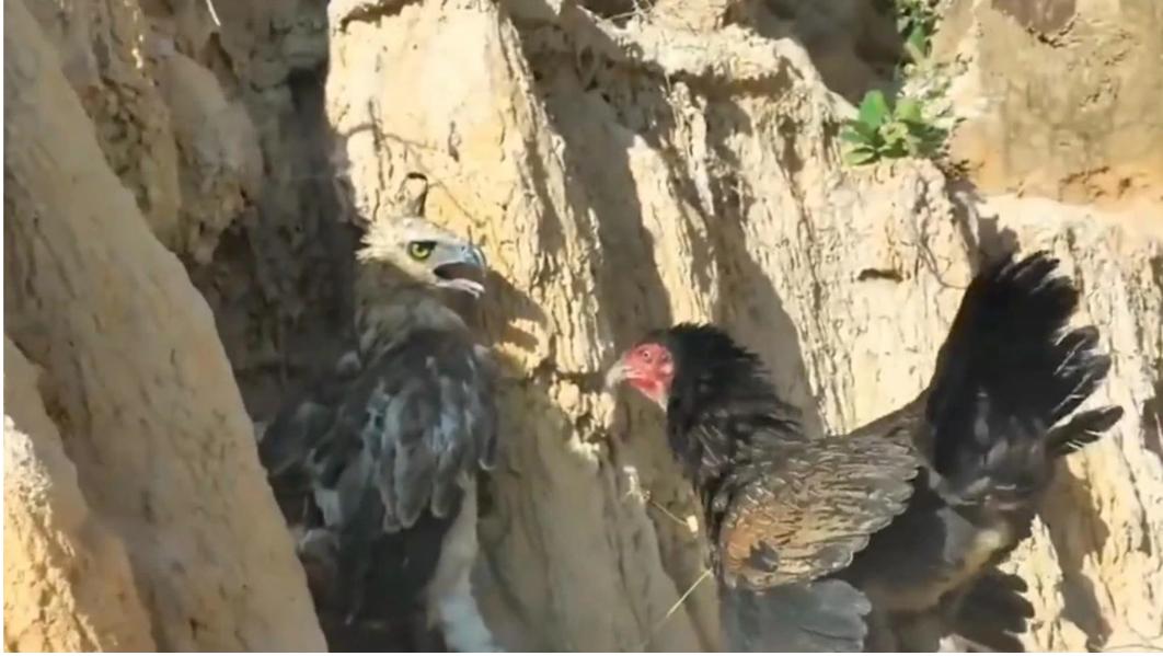 老鹰家族种类介绍_老鹰与公鸡对比_斗鸡打架视频