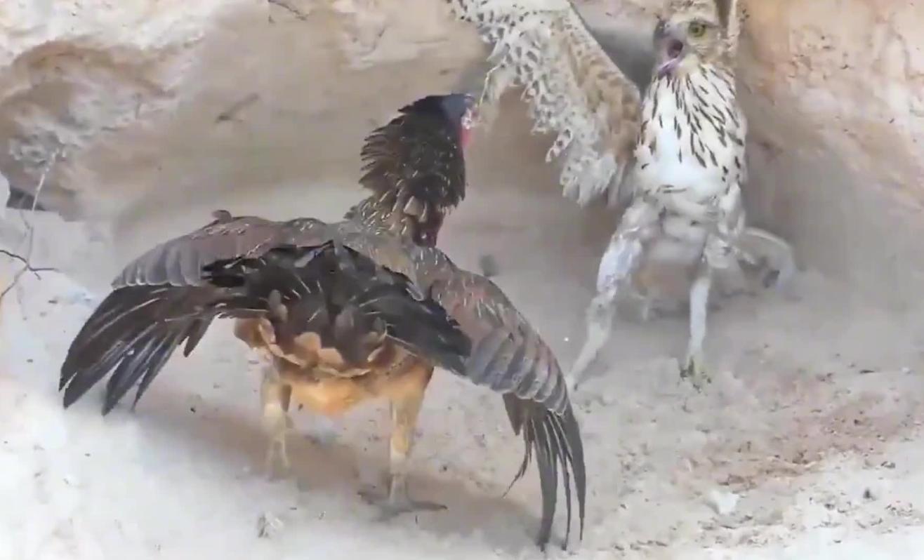 斗鸡打架视频_老鹰家族种类介绍_老鹰与公鸡对比