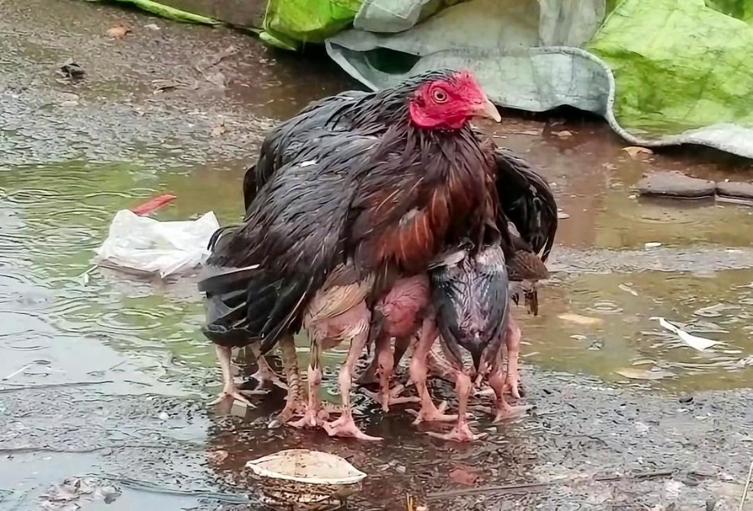 老鹰家族种类介绍_斗鸡打架视频_老鹰与公鸡对比