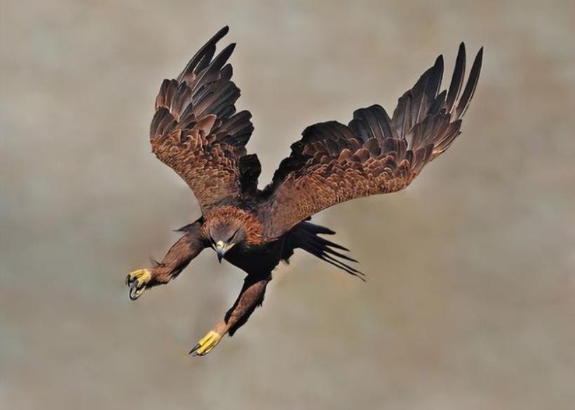 老鹰家族种类介绍_斗鸡打架视频_老鹰与公鸡对比