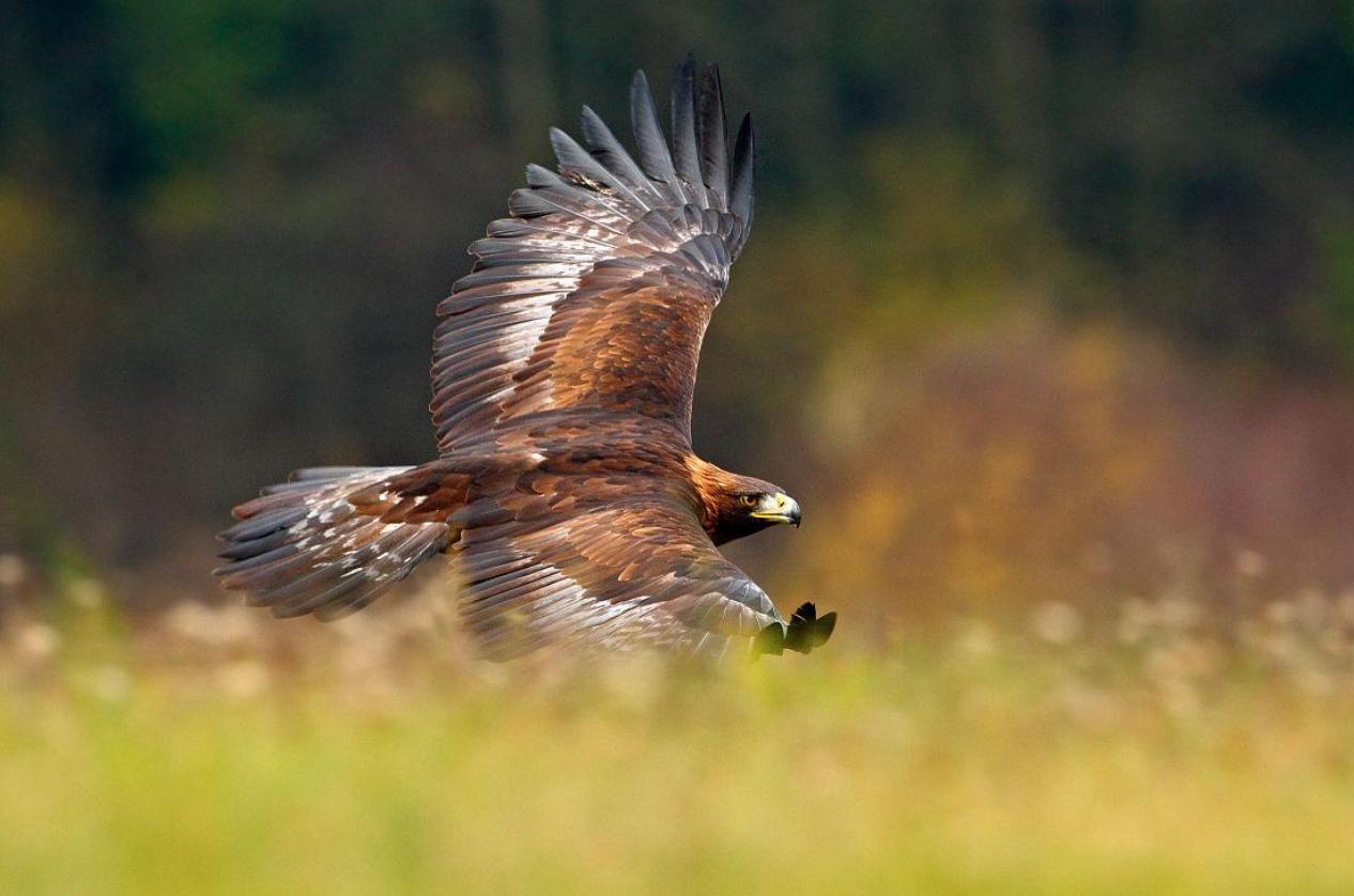 斗鸡打架视频_老鹰与公鸡对比_老鹰家族种类介绍