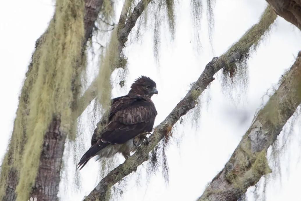 斗鸡打架视频_老鹰与公鸡对比_老鹰家族种类介绍