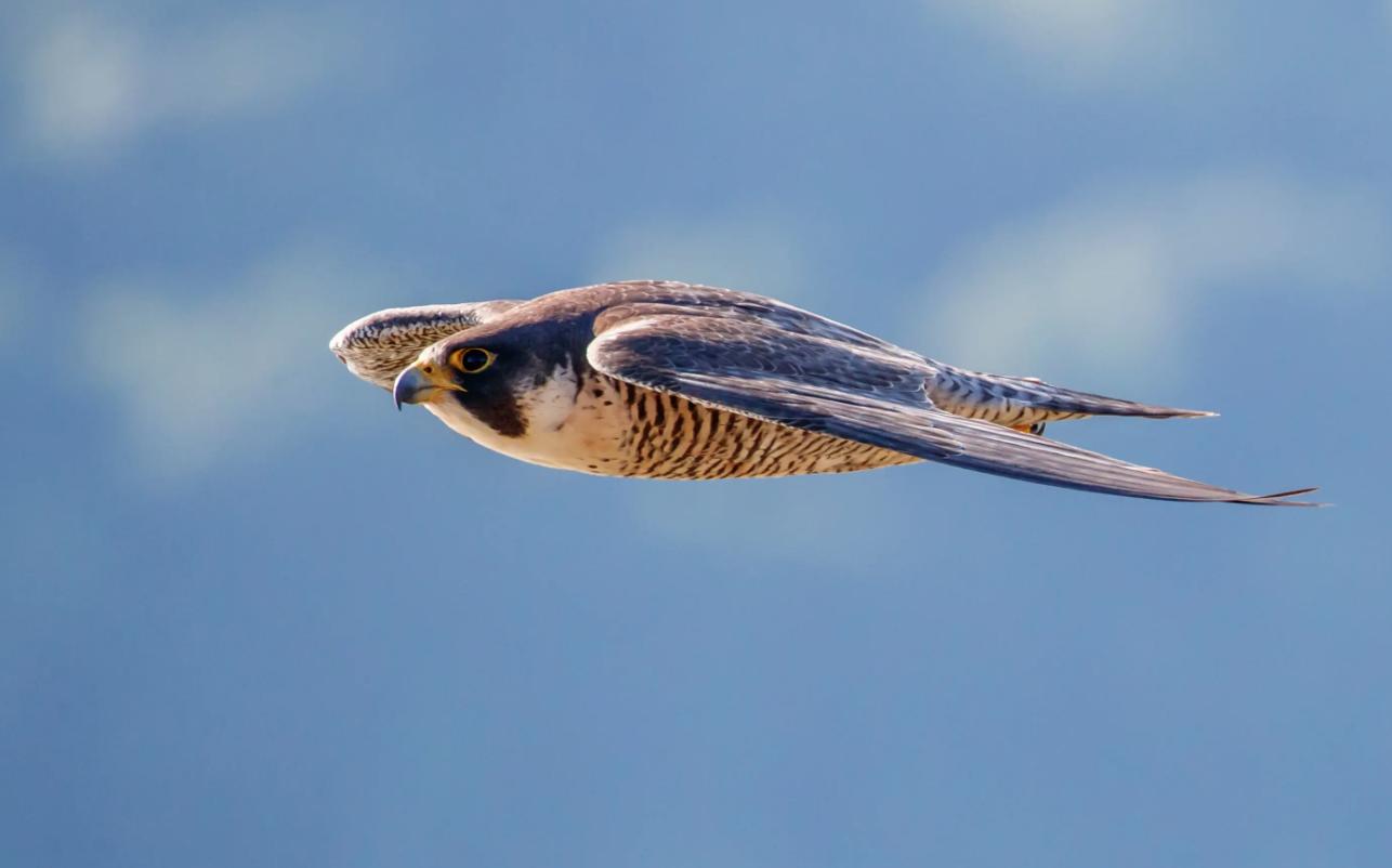 老鹰与公鸡对比_斗鸡打架视频_老鹰家族种类介绍