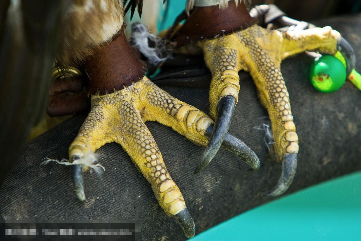 老鹰家族种类介绍_老鹰与公鸡对比_斗鸡打架视频