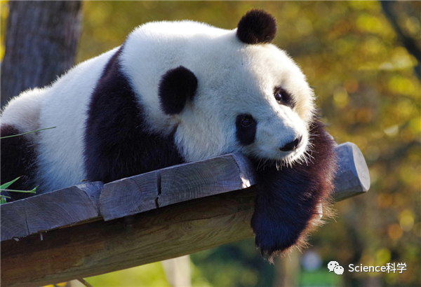 中国竟有两种大熊猫：一种像熊一种像猫 30万年没有过来往