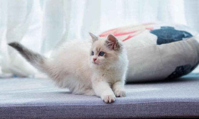 伴我同行：多猫家庭的快乐与挑战！