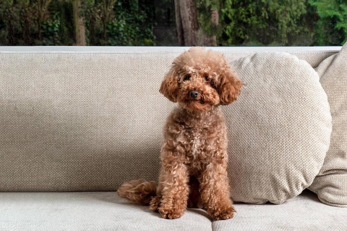 泰迪犬发情期如何判断？泰迪犬发情期那些你不知道的秘密！