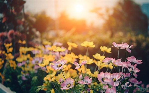 2019年经典温馨七夕情人节祝福语，七夕节祝福短信大全