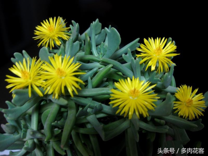 多肉快刀乱麻_快刀乱麻多肉植物形态特征养护方法繁殖方法_快刀乱麻多肉植物养护技巧与繁殖方法