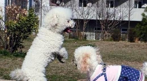 贵宾犬是否容易饲养，需要从它们的优缺点入手考虑