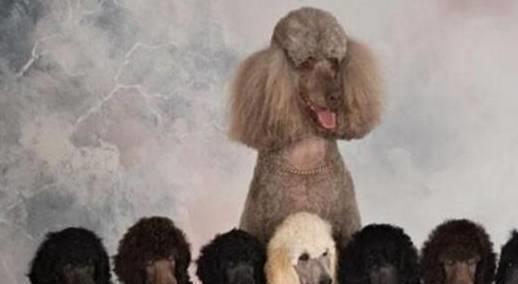 贵宾犬是否容易饲养，需要从它们的优缺点入手考虑