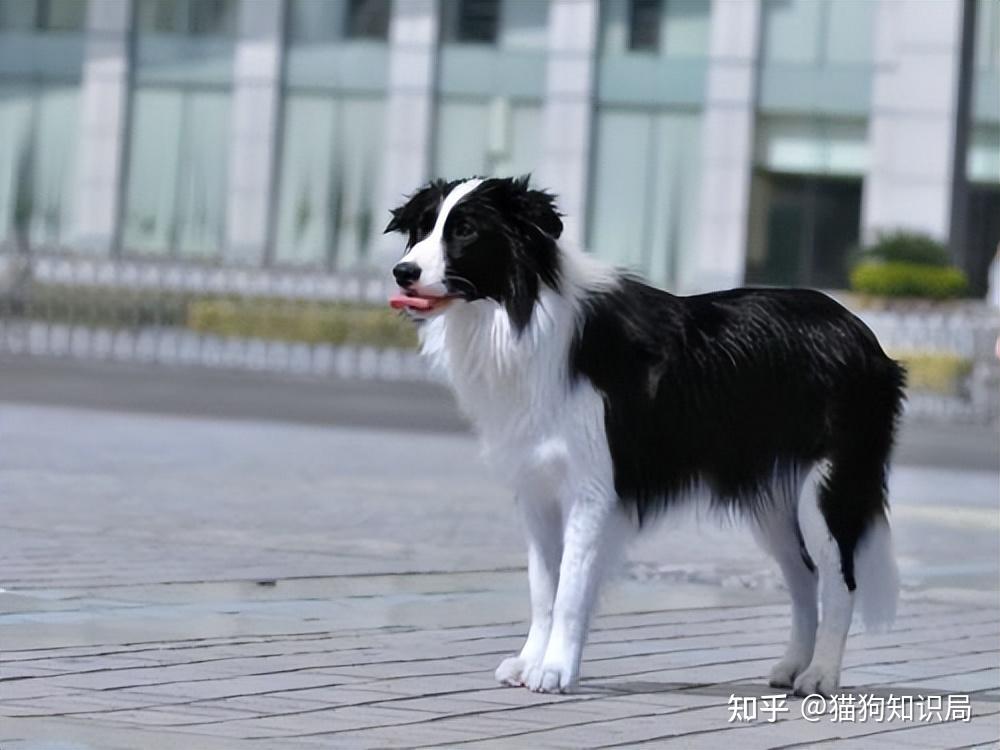 狗狗一生的5个阶段，你家狗处于哪个时期呢？