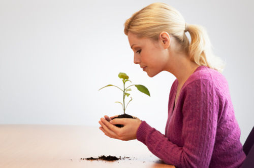 6-照料办公室植物