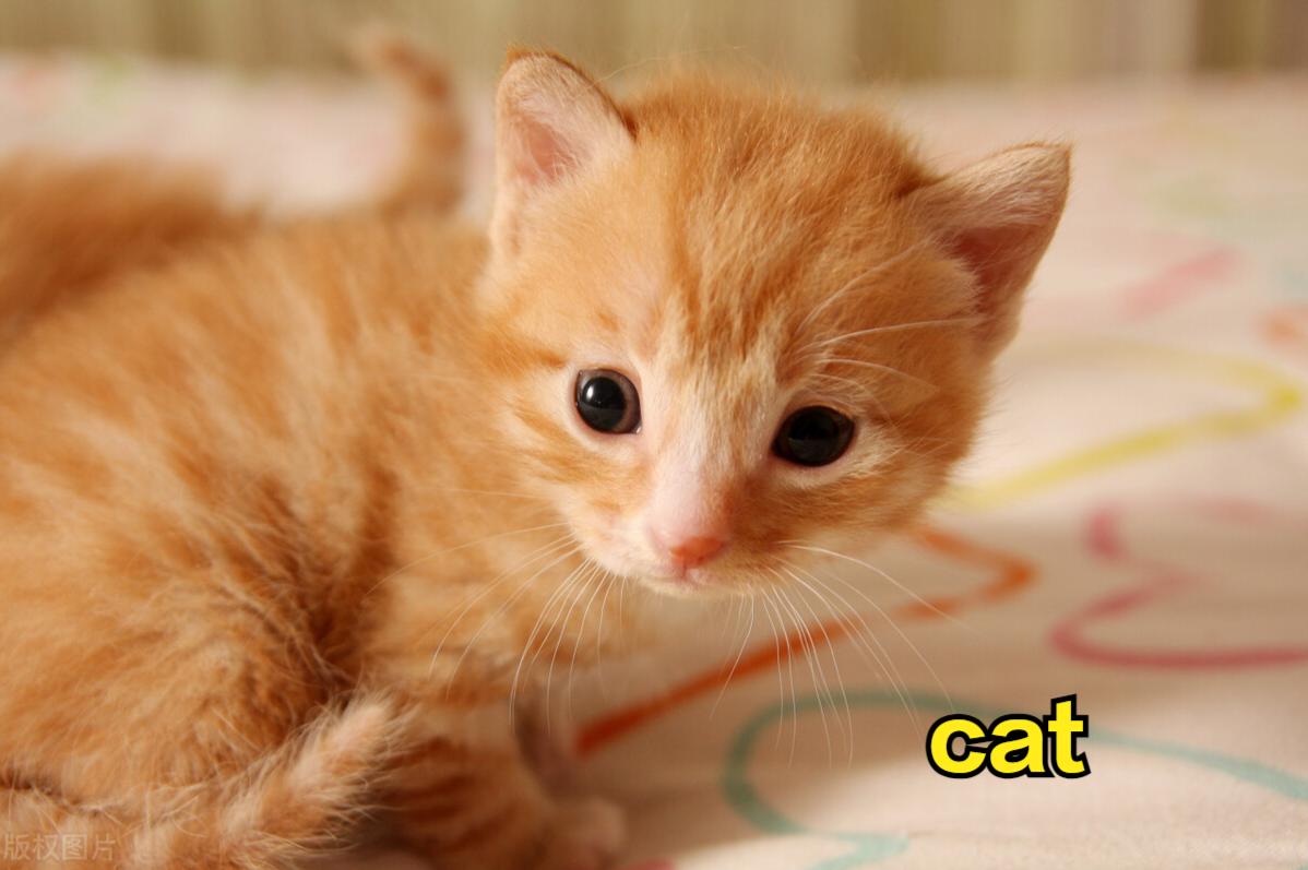 小学生音标学习_never的音标_根据单词识记音标