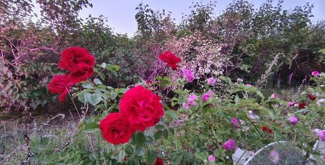 情人的游戏规则_情人关系长尾算法_偷换剧本规则