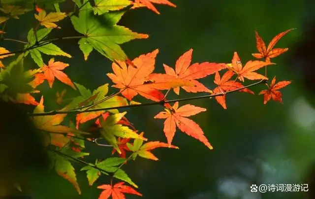 描写秋天景色的文章_秋日诗意诗词_秋月秋色秋韵