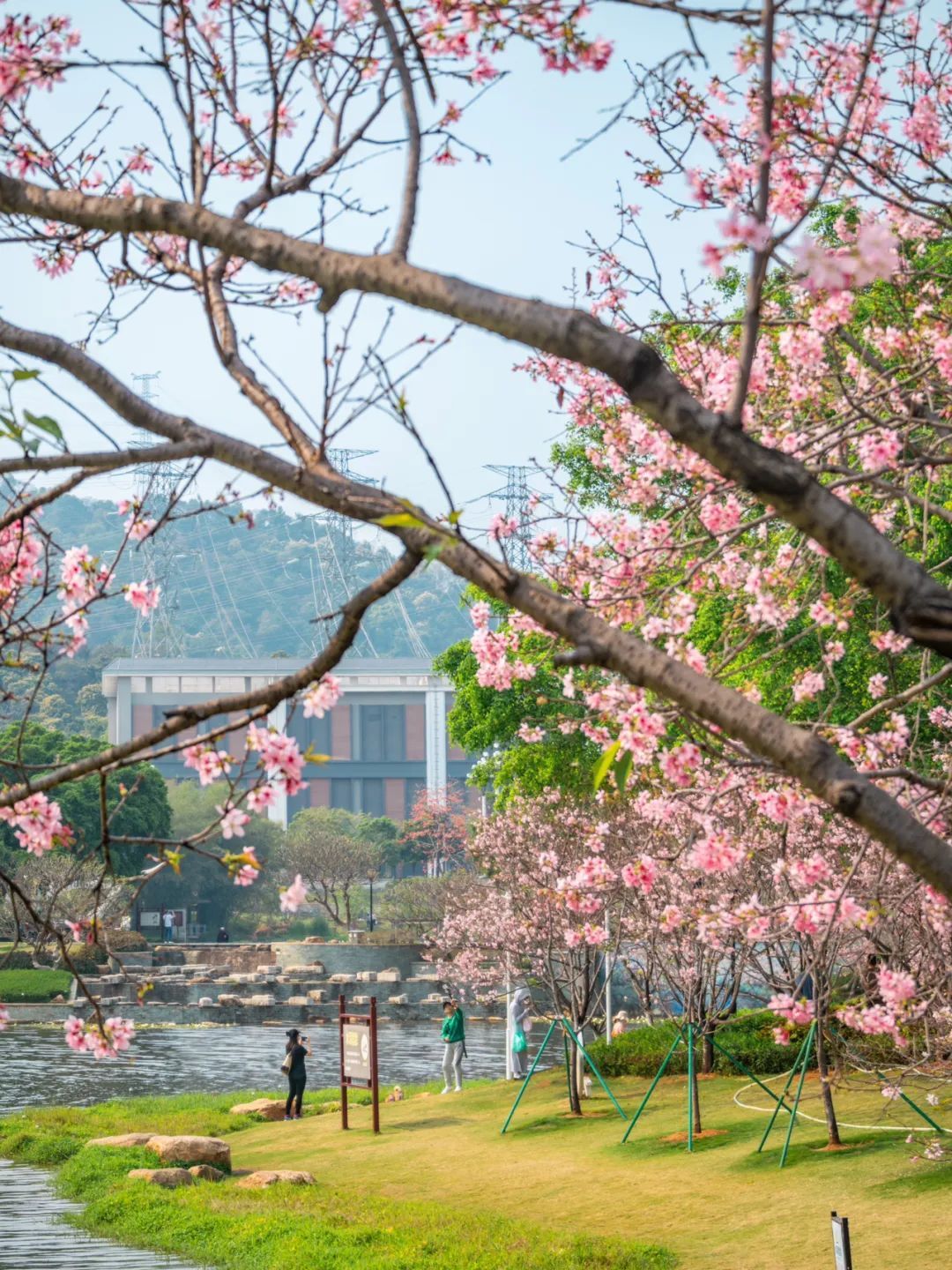 广州创业公园樱花_广州樱花开花时间_广州哪里适合郊游踏青