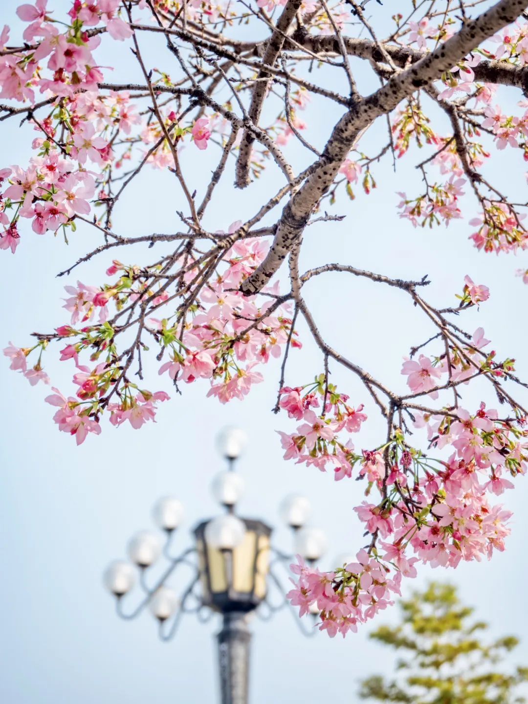 广州哪里适合郊游踏青_广州樱花开花时间_广州创业公园樱花