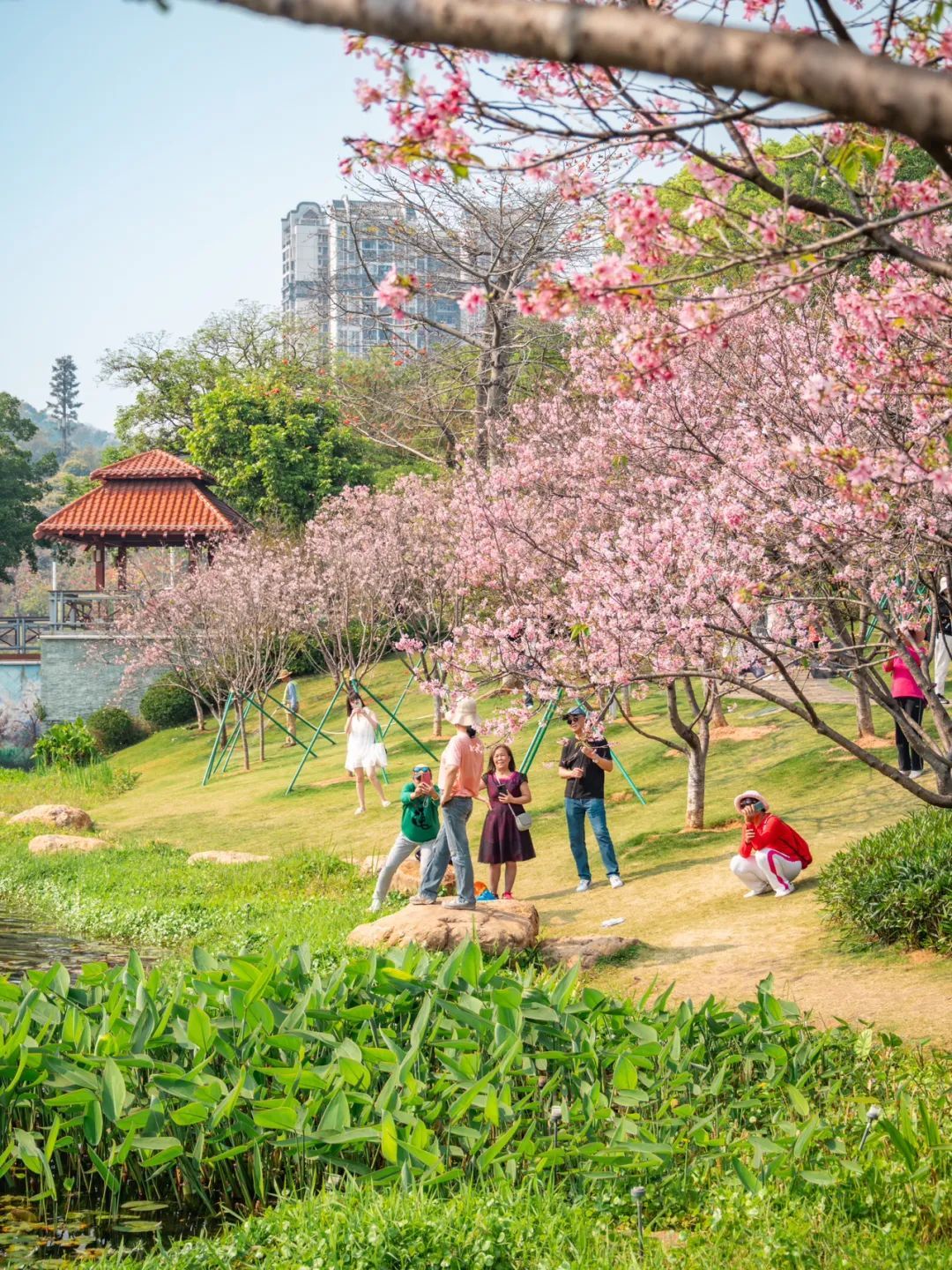广州哪里适合郊游踏青_广州樱花开花时间_广州创业公园樱花