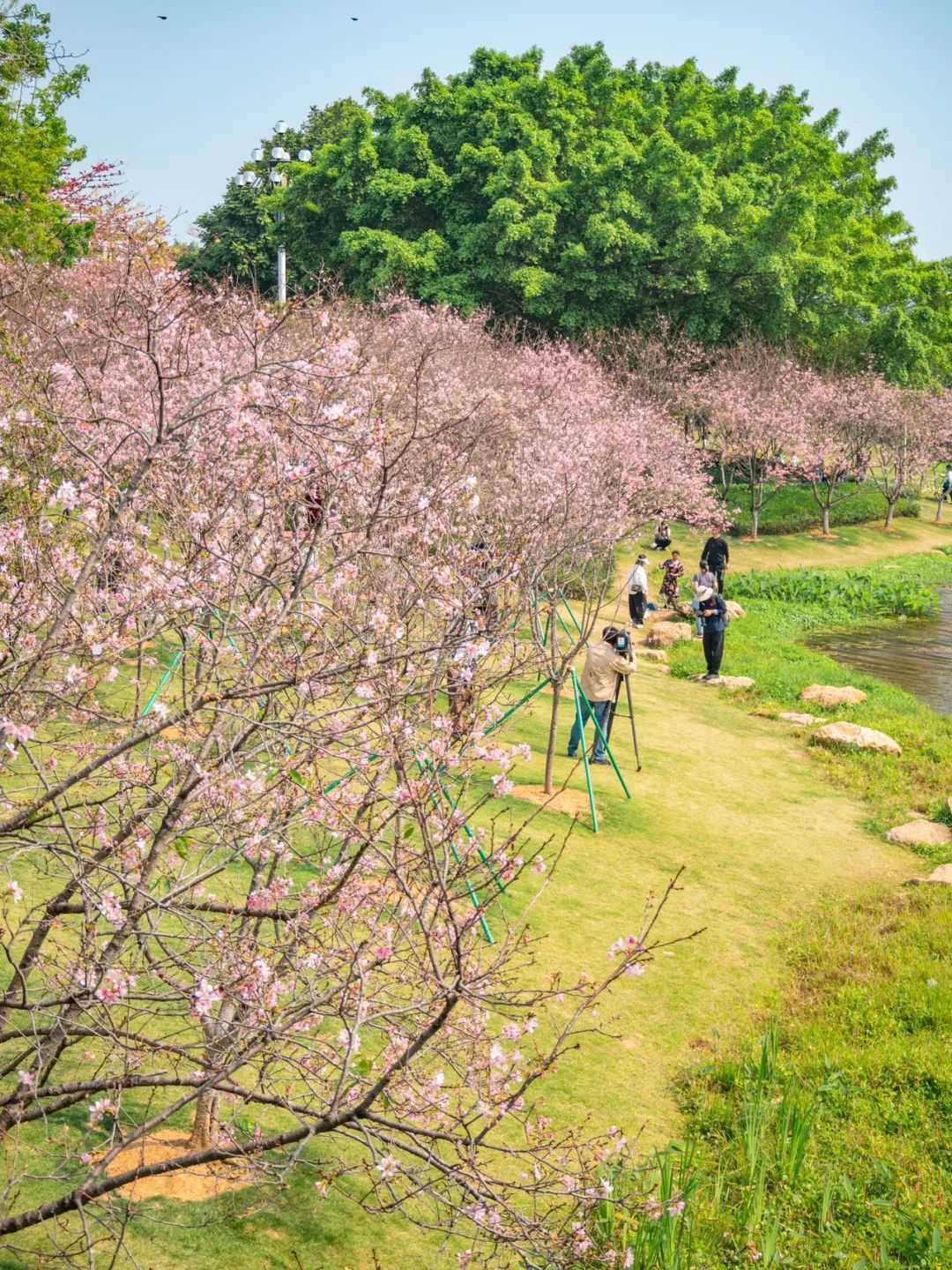 广州创业公园樱花_广州樱花开花时间_广州哪里适合郊游踏青