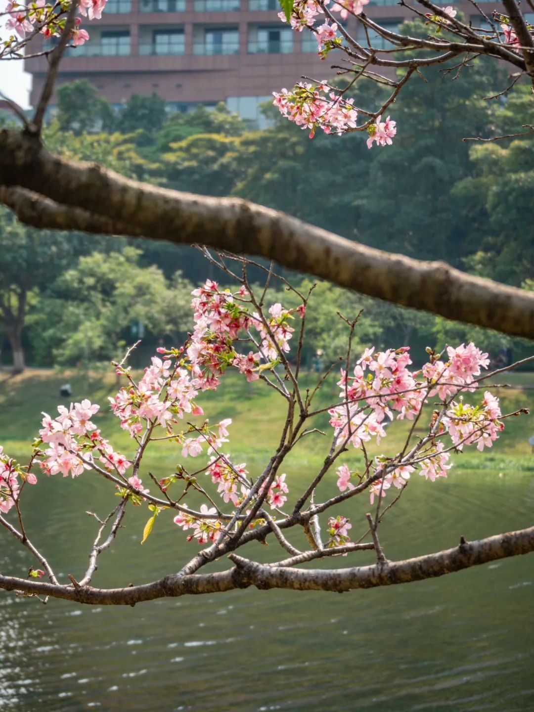 广州哪里适合郊游踏青_广州创业公园樱花_广州樱花开花时间