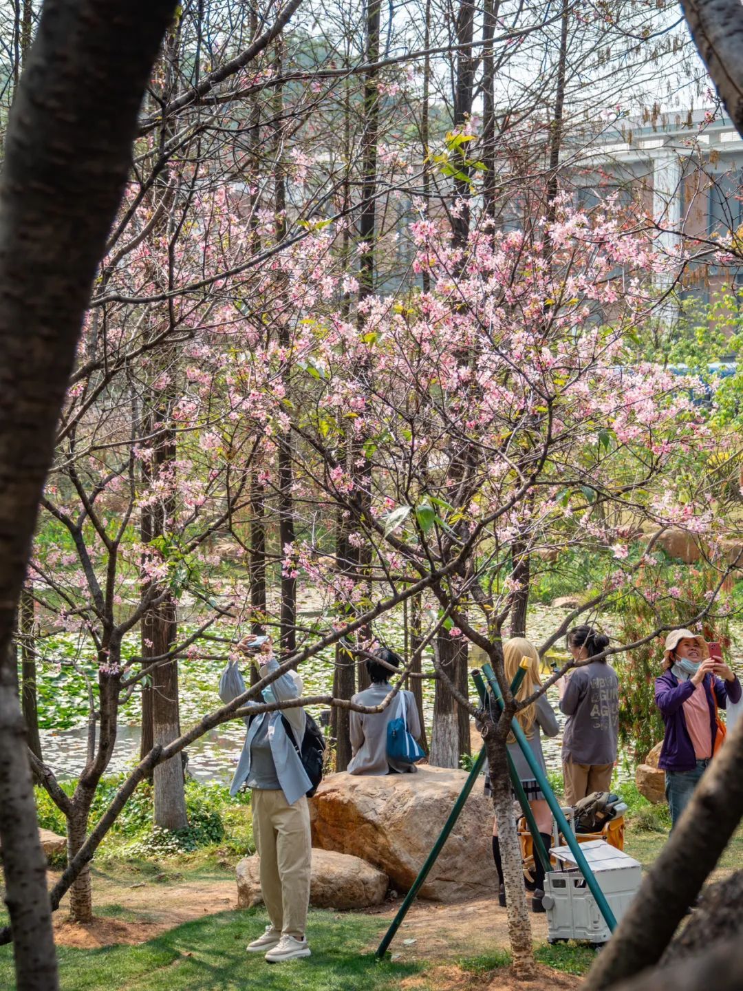 广州哪里适合郊游踏青_广州创业公园樱花_广州樱花开花时间