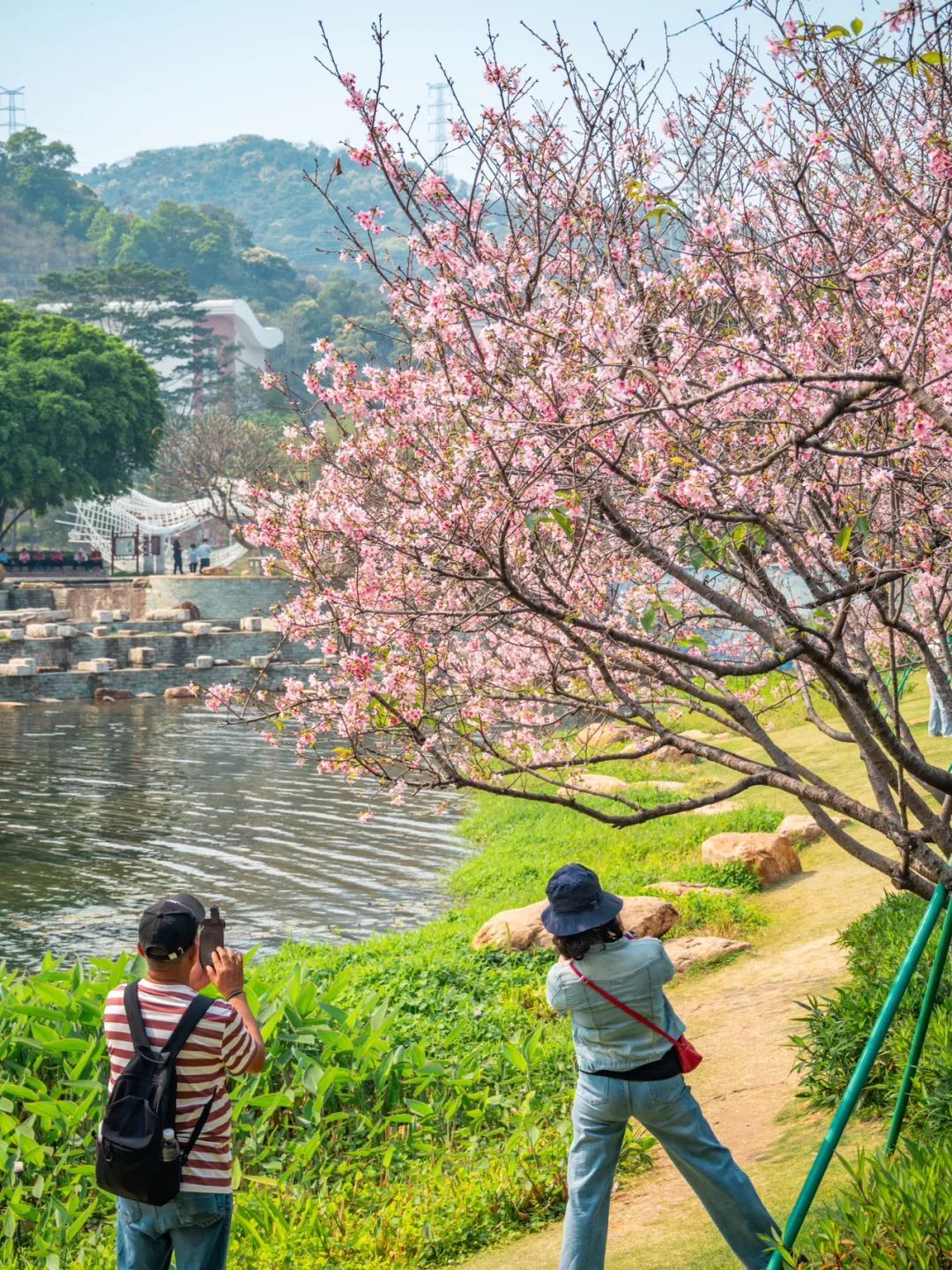 广州创业公园樱花_广州哪里适合郊游踏青_广州樱花开花时间