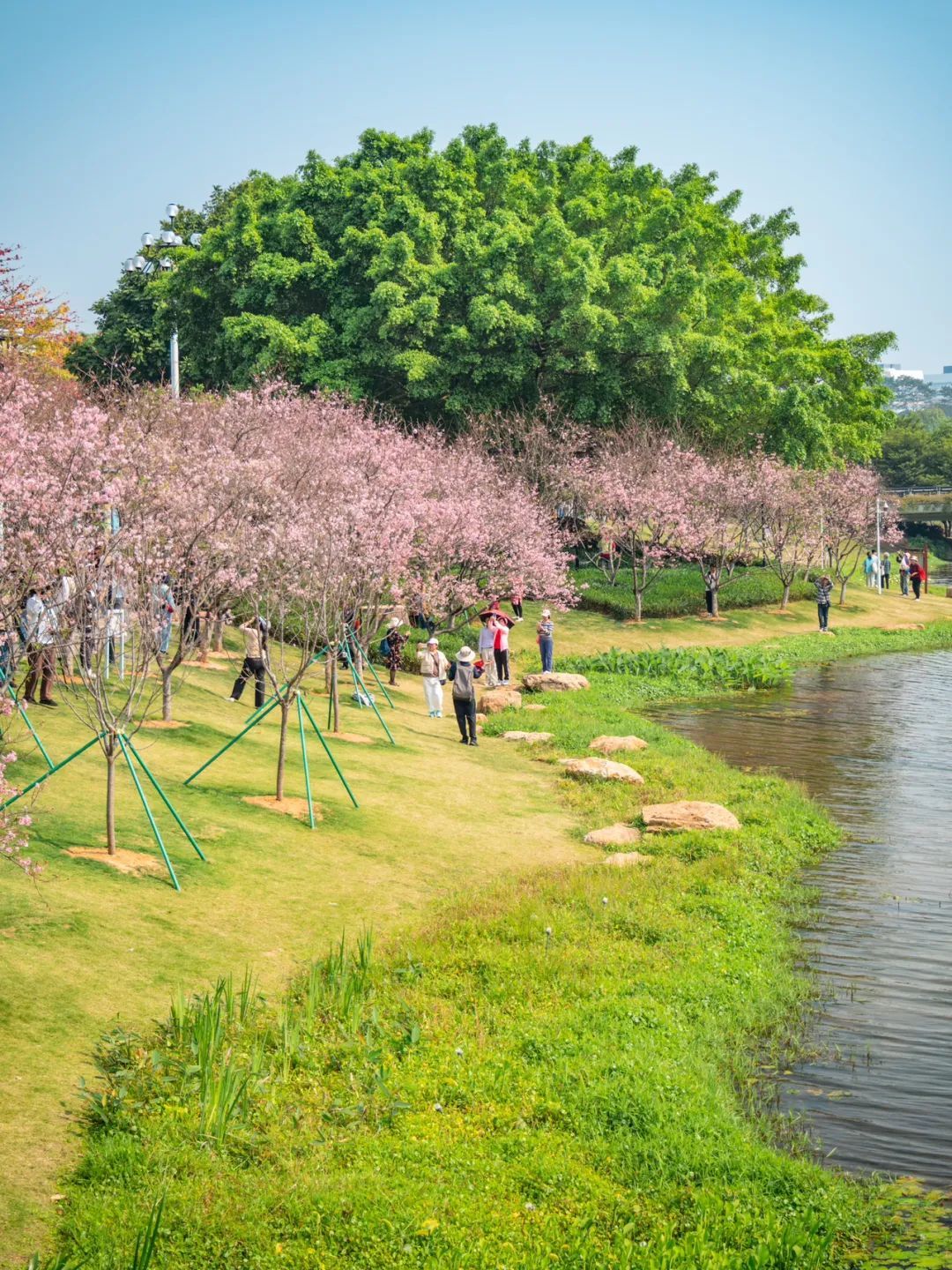 广州樱花开花时间_广州创业公园樱花_广州哪里适合郊游踏青