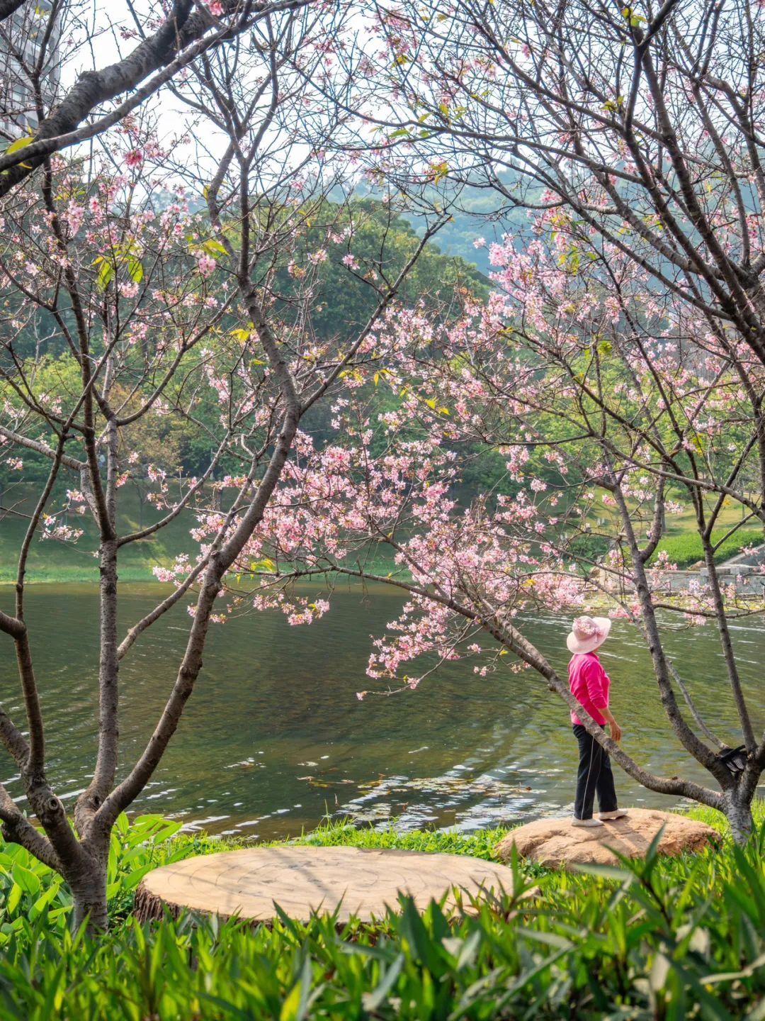 广州哪里适合郊游踏青_广州樱花开花时间_广州创业公园樱花